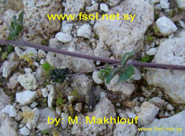 Medicago lupulina L.